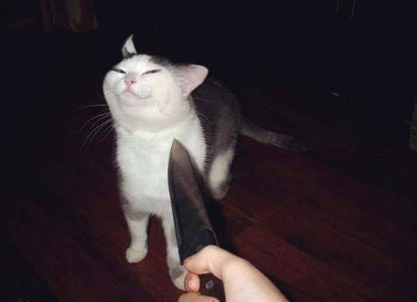 kitty being threatened at knifepoint